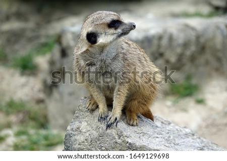 Similar – Image, Stock Photo Close up portrait of one meerkat sitting on a rock