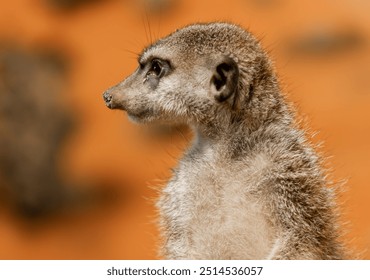 Portrait of a meerkat from a close-up profile on an orange background. (Suricata suricatta) - Powered by Shutterstock