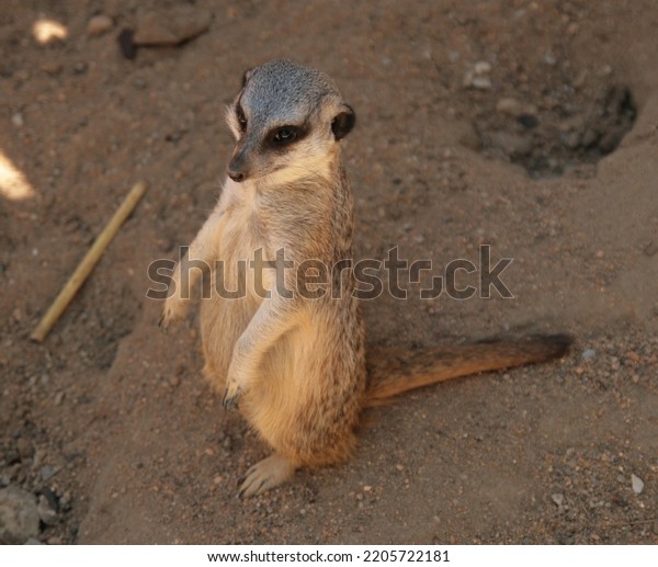 Portrait of meerkat, cute African\
animal close up, small carnivore belonging to the mongoose\
family