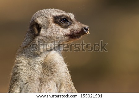 Similar – vigilant (Suricata suricatta N°2)