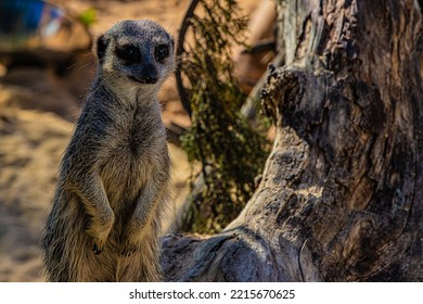 Portrait Meerkat On Guard Duty