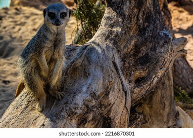 Portrait Meerkat On Guard Duty