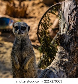 Portrait Meerkat On Guard Duty