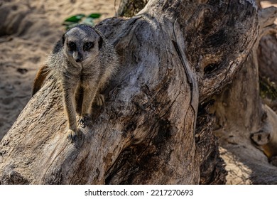 Portrait Meerkat On Guard Duty