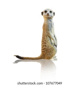 Portrait Of A Meerkat On White Background