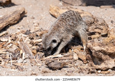 Portrait of a meerkat (suricata suricatta) digging 