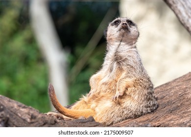 Portrait of a meerkat (suricata suricatta) sitting on a log
