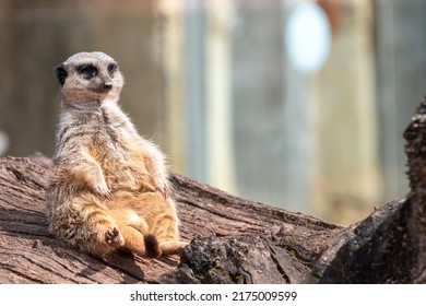 Portrait of a meerkat (suricata suricatta) sitting on a log