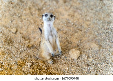 Funny Suricate Images Stock Photos Vectors Shutterstock