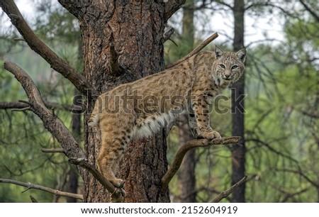 The portrait of a Mexican bobcat standing on the branches of a tree
