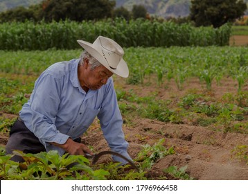 Portrait Of A Mexican Farmer Cultivating Amaranth