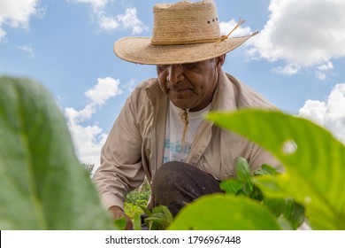 portrait of a Mexican farmer cultivating amaranth