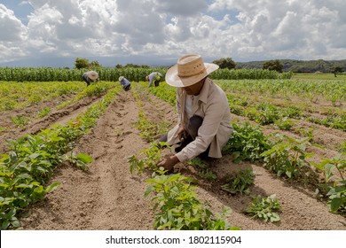 portrait of a Mexican farmer cultivating amaranth