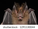 Portrait of Micronycteris megalotis (Little Big-eared Bat).