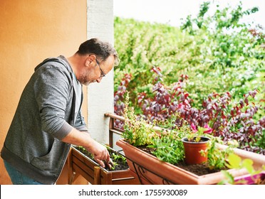 Portrait of middle age man planting seedlings on the balcony, small cozy garden in apartment