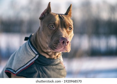 Portrait of a middle-aged pit bull terrier in the forest in winter.