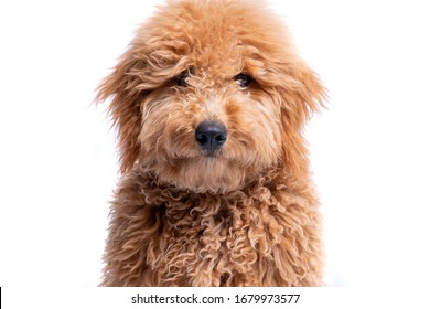 Portrait of a mini golden doodle puppy on a full white background
