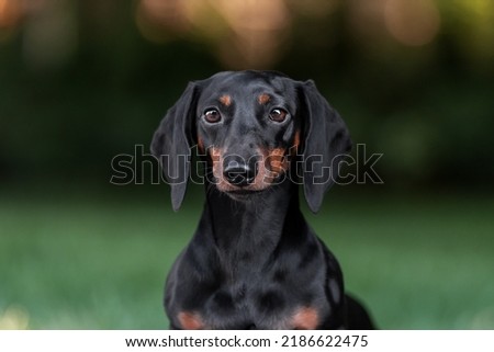 Portrait of a miniature dachshund in the park