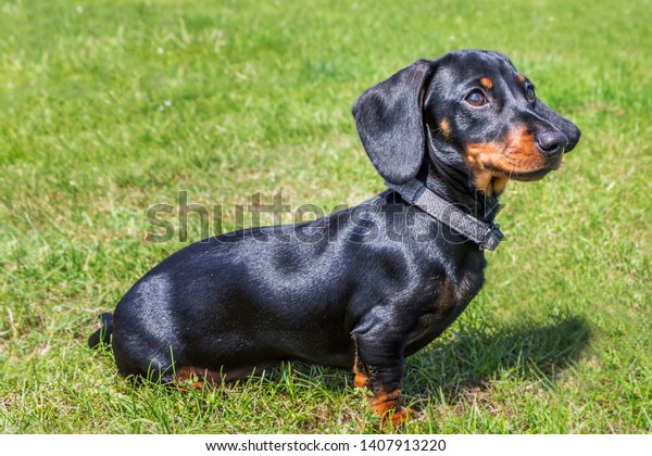 Portrait Miniature Dachshund Puppy Short Hair Stock Image