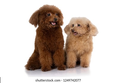 pictures of small poodles