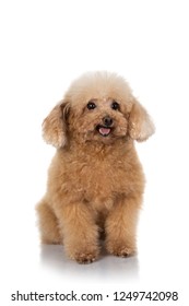 犬 トイプードル Images Stock Photos Vectors Shutterstock