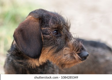 Portrait of Miniature wire-haired dachshund looking right