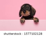 Portrait of a miniture dachshund puppy on a pink background with space for copy