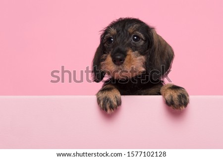 Portrait of a miniture dachshund puppy on a pink background with space for copy
