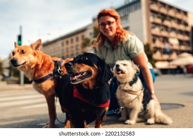 Portrait Of Mixed Bread Dog With Female Dog Walker In City Street.