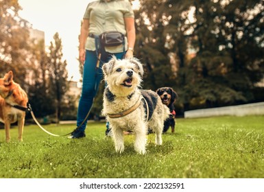 Portrait Of Mixed Bread Dog With Female Dog Walker In City Park.