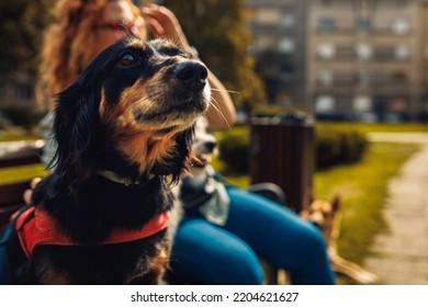 Portrait Of Mixed Bread Dog With Female Dog Walker In City Park.