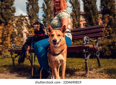 Portrait Of Mixed Bread Dog With Female Dog Walker In City Park.