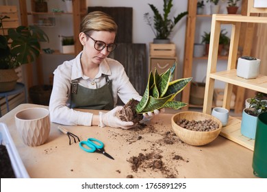 Portrait Of Modern Young Woman Potting Dracaena Snake Plant While Enjoying Home Gardening Indoors, Copy Space