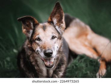 Portrait of mongrel brown dog. Adult dog lies on grass, sad look. Spring. National Matt Day - Shutterstock ID 2264973265