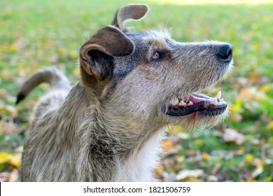 Portrait Of A Mongrel Dog In Profile.