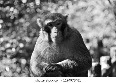 Portrait of monkey