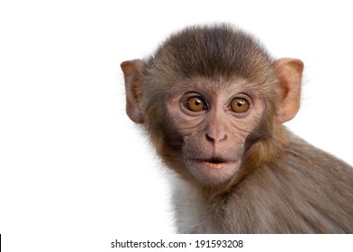 Portrait of monkey - Shutterstock ID 191593208