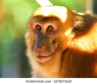 Portrait Monkey Close Up Picture With Blur Background, Platyrrhini Monkey.