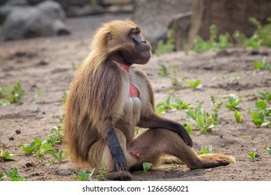 Portrait of monkey gelada, Theropithecus gelada, the bleeding-heart monkey, gelada baboon. Male