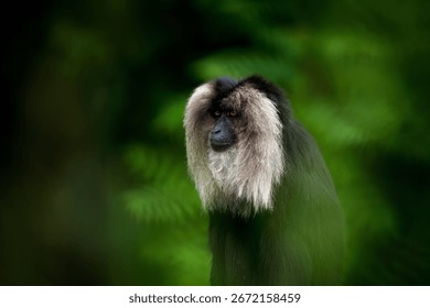 Portrait of monkey. Lion-tailed macaque, Macaca silenus, in green rainforest. Also known a wanderoo. Black fur monkey with silver mane surrounding its face. Natural group behavior. Endemic to India.