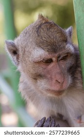 A portrait of a monkey looking down, hanging on a green fence with a soft blurred background, capturing its natural expression