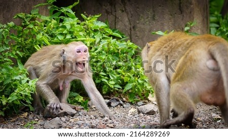 Portrait , Monkey or Macaca in the forest park are being threatened by the primates, they are fearful, making eye contact, threatening and ready to fight. At Khao Ngu Stone Park, Ratchaburi.