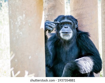 Portrait Of A Monkey Thinking