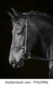 Portrait Of A Morgan Horse