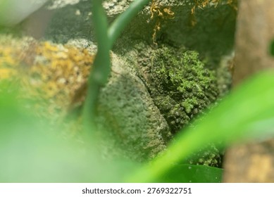 Portrait of a moss toad (Theloderma corticale) camouflaged in a vivarium of a French zoo