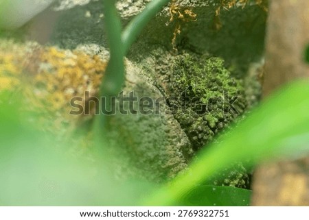 Portrait of a moss toad (Theloderma corticale) camouflaged in a vivarium of a French zoo