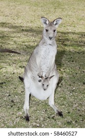 Portrait Of Mother Kangaroo With Joey In Pouch