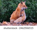 Portrait of mother red fox and her baby in the forest, Canada