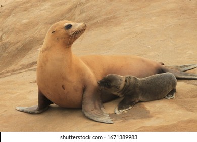 A Portrait Of A Mother Sea Lion And Pup