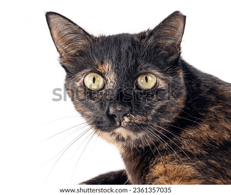 Portrait of the motley cat.